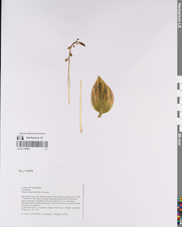 LE 01170798