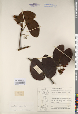 LE 01170976