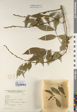 LE 01170872