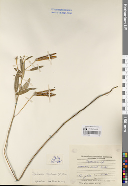 LE 01170899