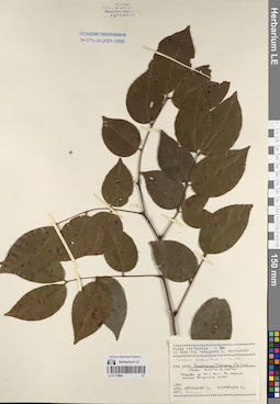 LE 01170904