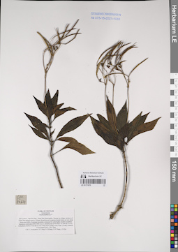 LE 01171075