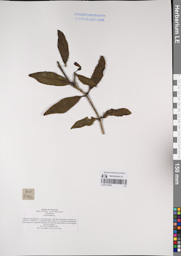 LE 01171078
