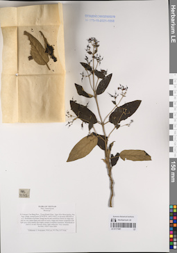 LE 01171087