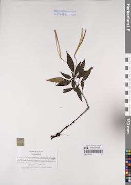 LE 01171098