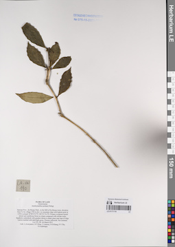 LE 01171116