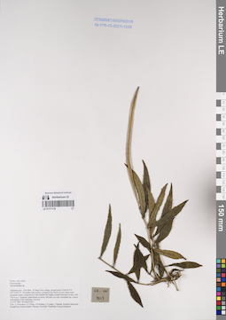 LE 01171118