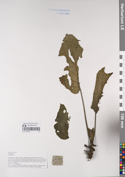 LE 01171124