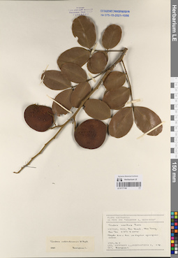 LE 01171160