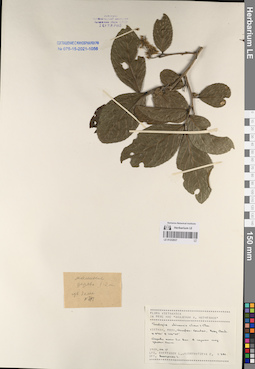 LE 01232037