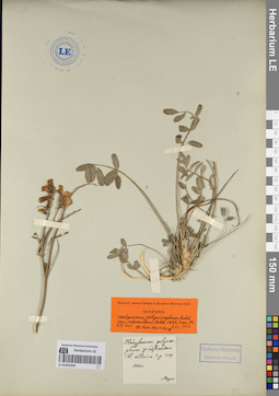LE 01053204