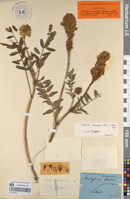 LE 01053207
