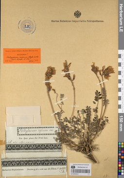 LE 01053217