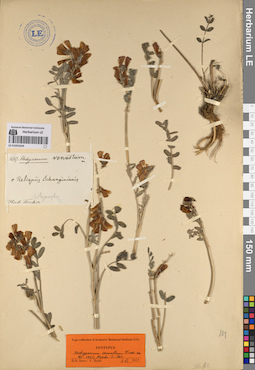 LE 01053244