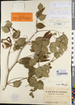 LE 01053336