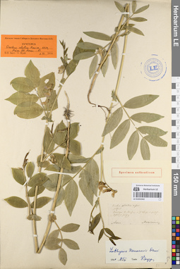 LE 01053342