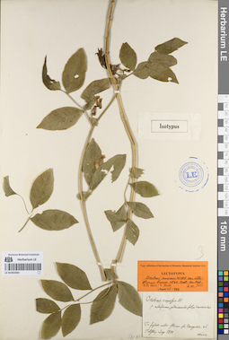 LE 01053365