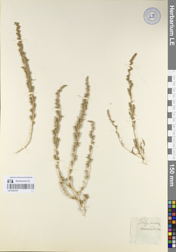 LE 01243781