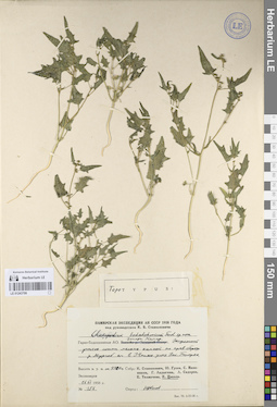 LE 01243799