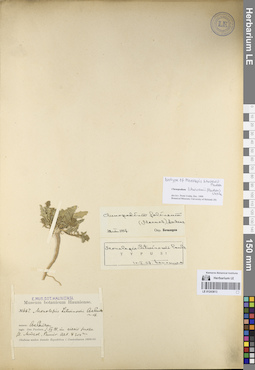 LE 01243813