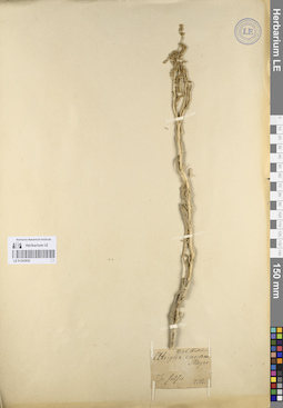 LE 01243830