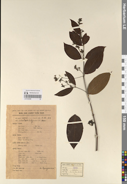 LE 01232306