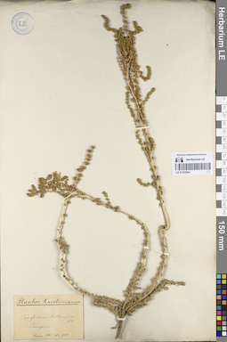 LE 01243904