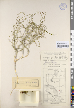 LE 01247007