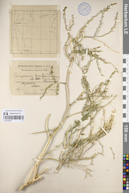 LE 01247027