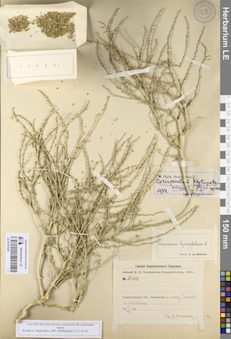 LE 01247030