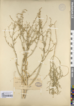LE 01247041