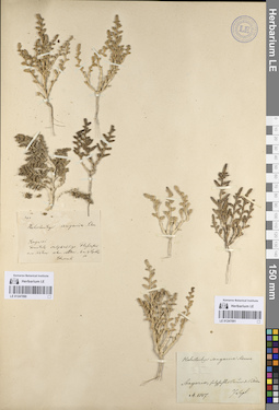 LE 01247090
