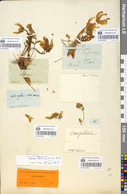 LE 01051507