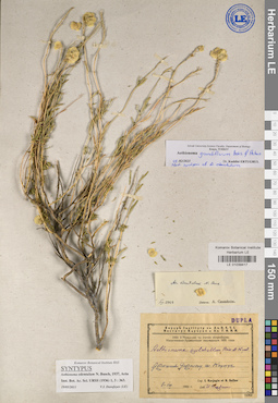 LE 01039417