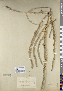 LE 01247208