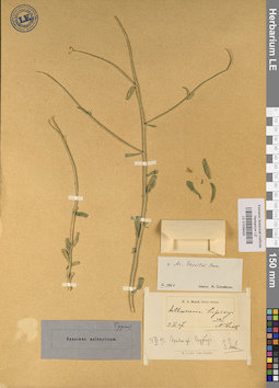 LE 01039424