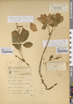LE 01180426