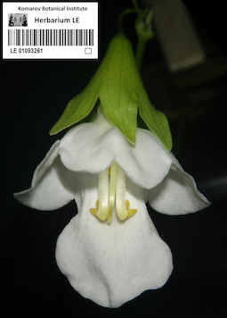 LE 01093261