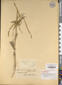 LE 01041521