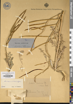 LE 01041524