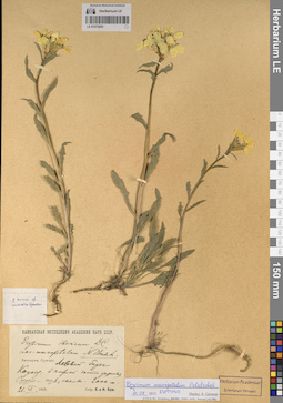 LE 01072955