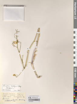 LE 01207278