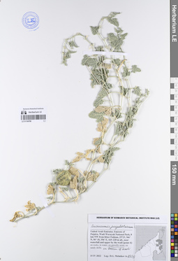LE 01194786