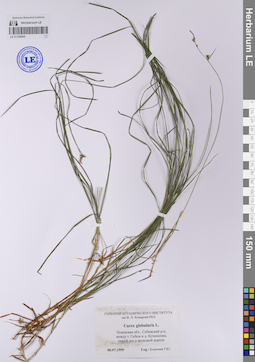 LE 01106294