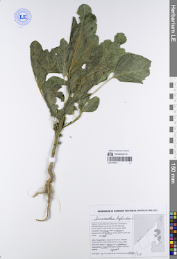 LE 01194812