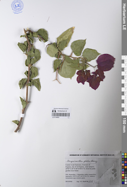LE 01194835