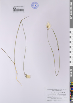 LE 01120503
