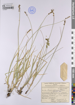 LE 01200517