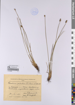 LE 01202029