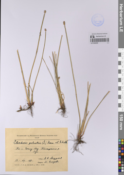 LE 01202035